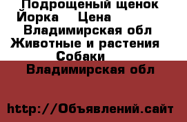 Подрощеный щенок Йорка  › Цена ­ 13 000 - Владимирская обл. Животные и растения » Собаки   . Владимирская обл.